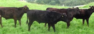 wagyu-runderen